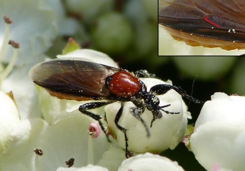 Réf. 196 954 : Bibio hortulanus